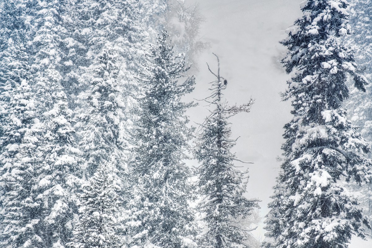 Pine trees with snow